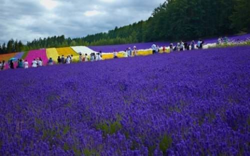 Hà Nội – Chitose – Toyako – Otaru – Sapporo – Furano – Sapporo – Chitose – Hà Nội 5 Ngày