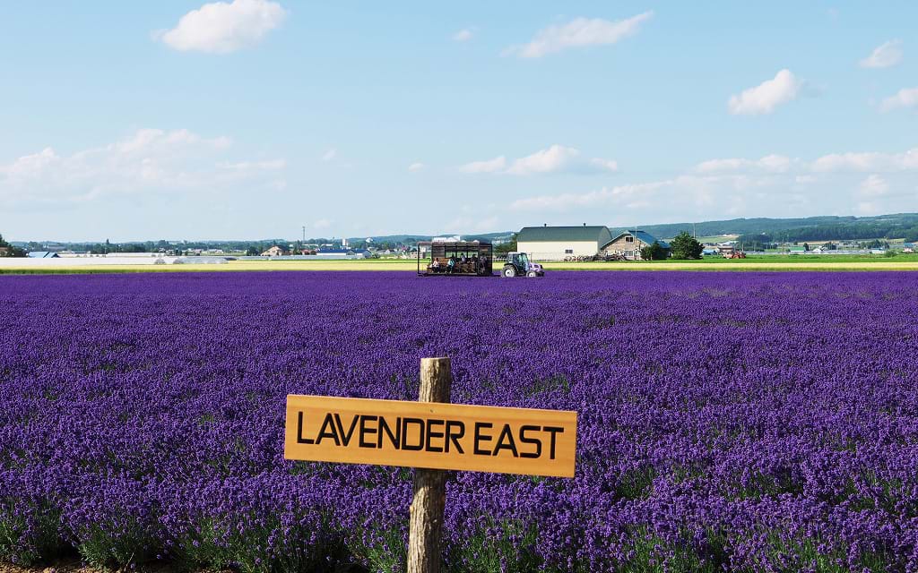 Mê mẩn sắc hoa tháng 7 ở Nhật Bản