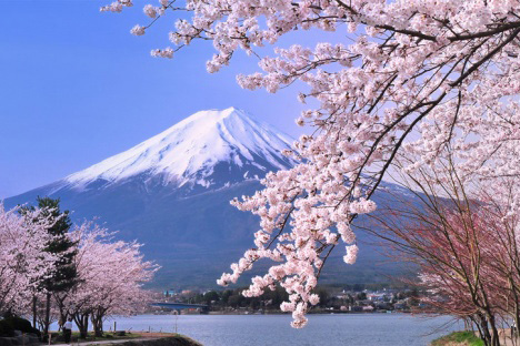 Du xuân Nhật Bản ngắm hoa anh đào (4N3Đ)